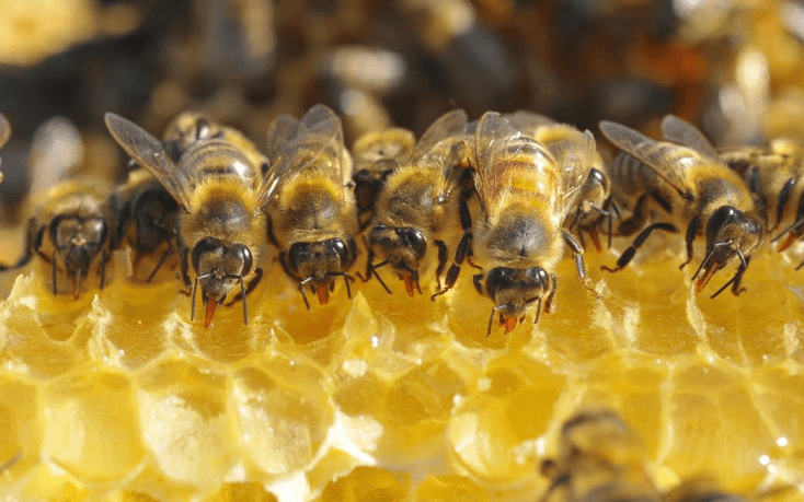 Holly's Backyard Bees - Werribee Library - School holiday session