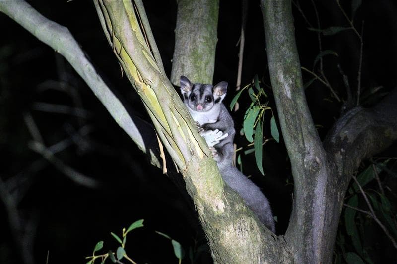 Spotlighting: Wildlife watch - Barringo Reserve