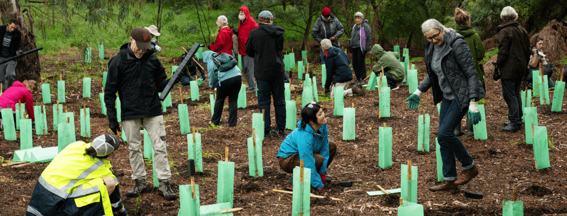 Flockhart Reserve Community Planting day
