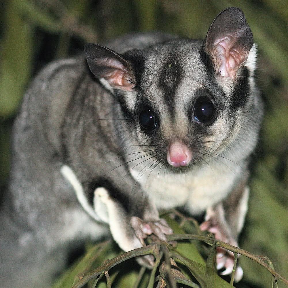 Nature at Night - Blackburn Lake Sanctuary