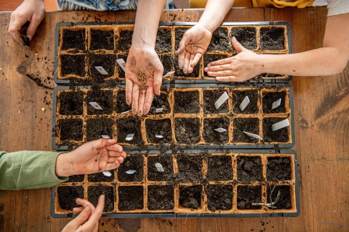 STEAM Club:  Seeds of science