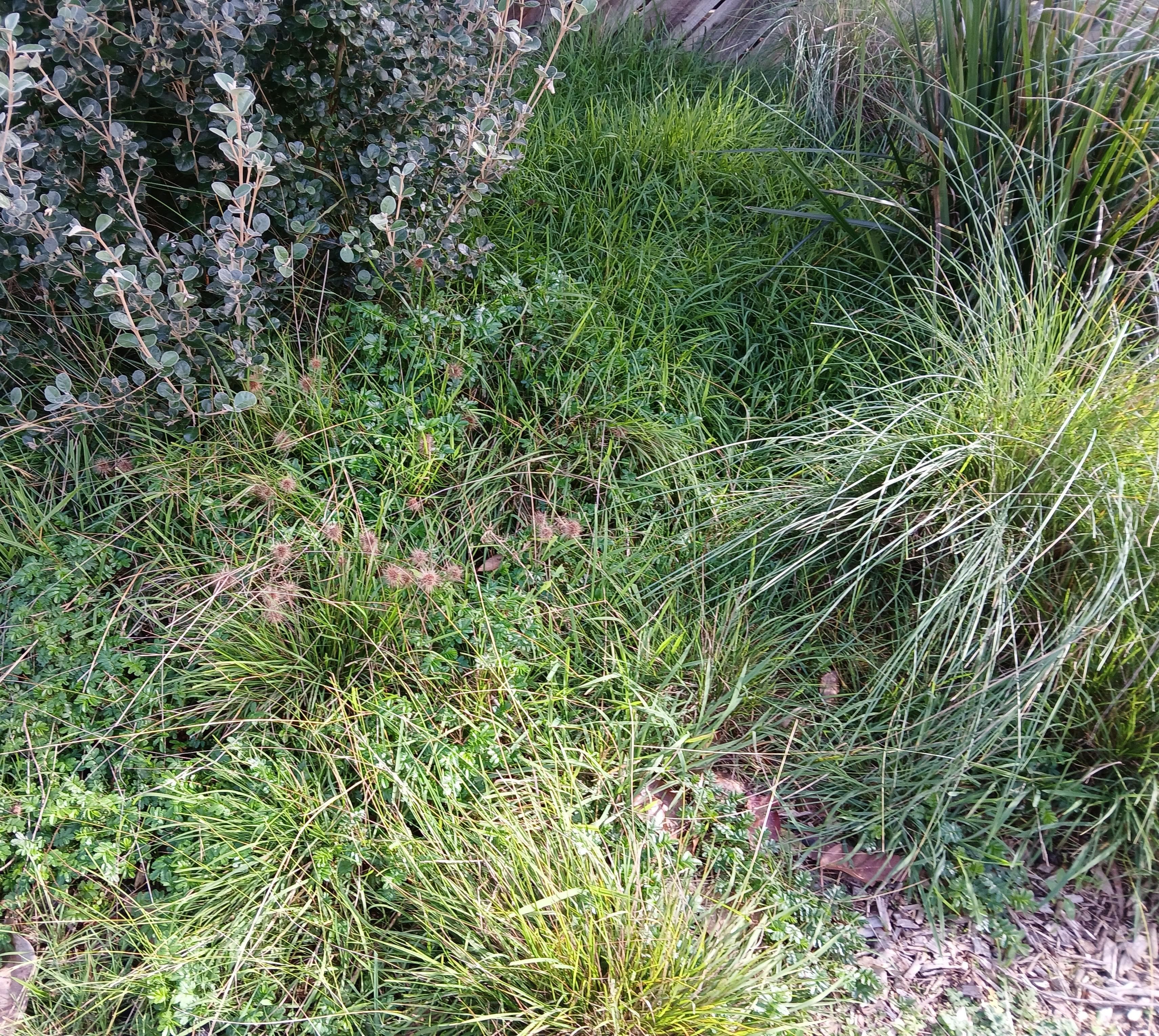 Nature Strip Planting