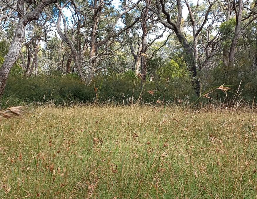 Morning Guided Walk - Lorna's Triangle Bushland Reserve