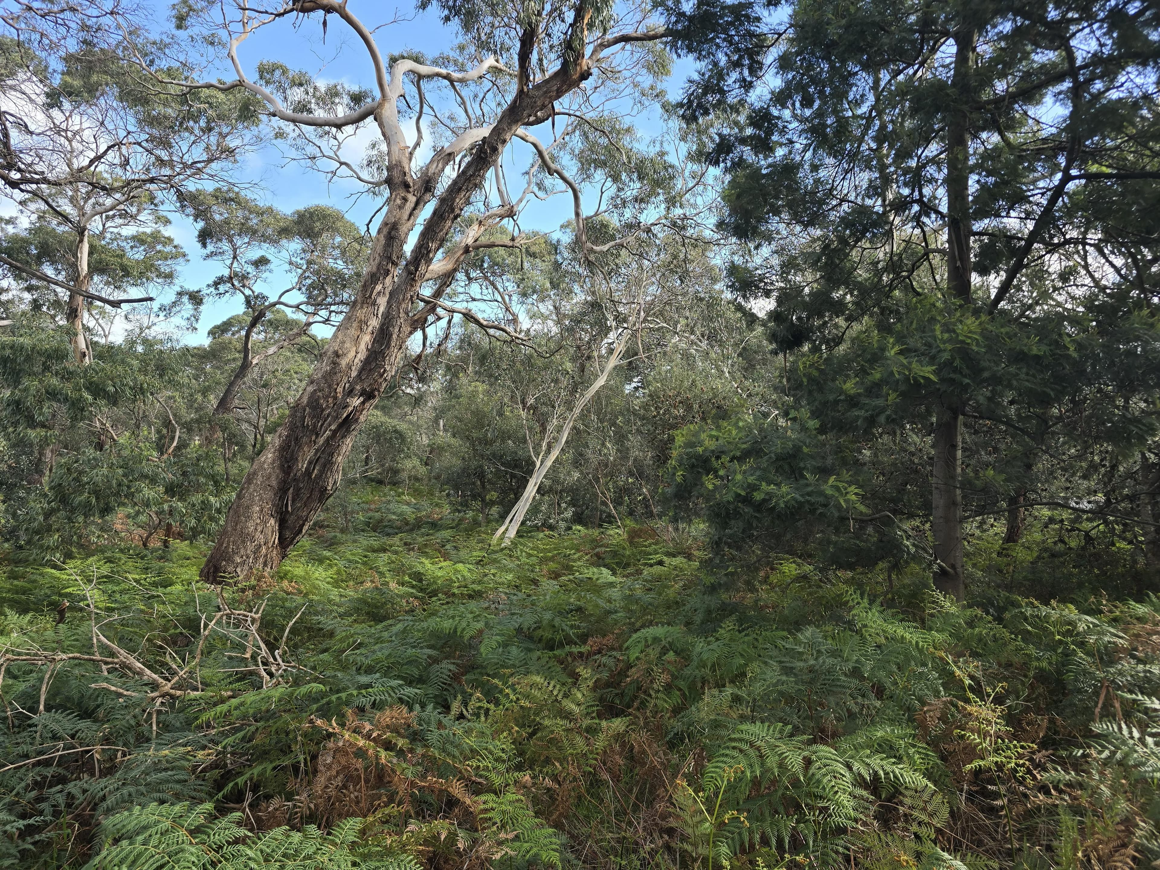 Saturday Guided Walk - Peninsula Sands Bushland Reserve