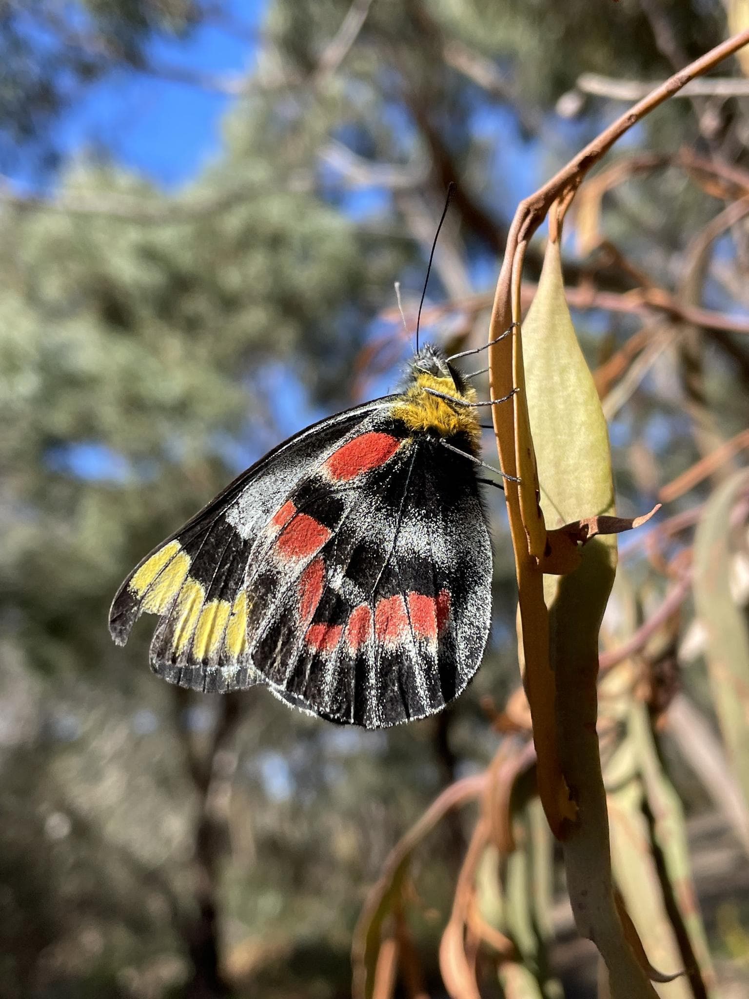 Morning Guided Walk - Peninsula Sands Bushland Reserve