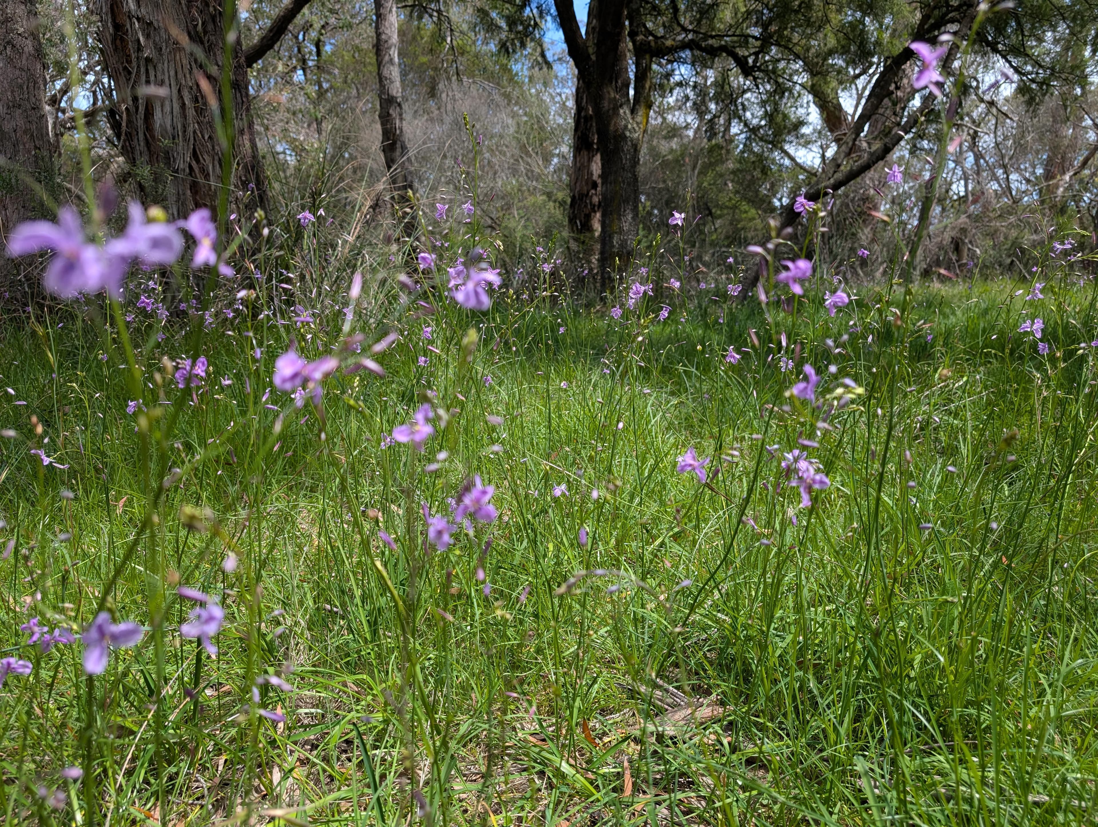 Saturday Guided Walk - Woods Bushland Reserve