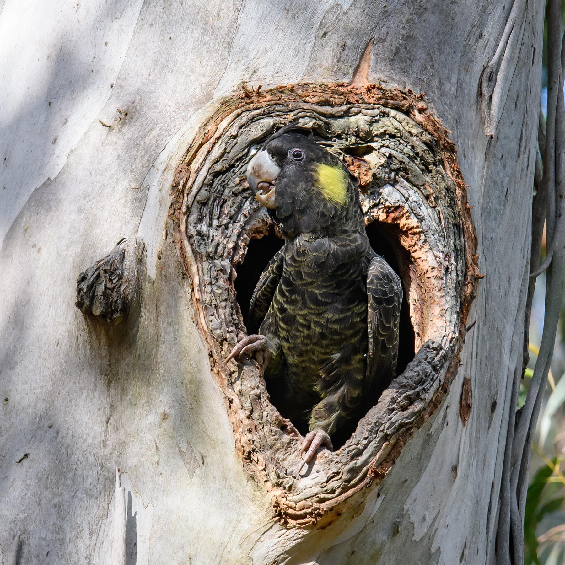 Afternoon Guided Walk - Woods Bushland Reserve
