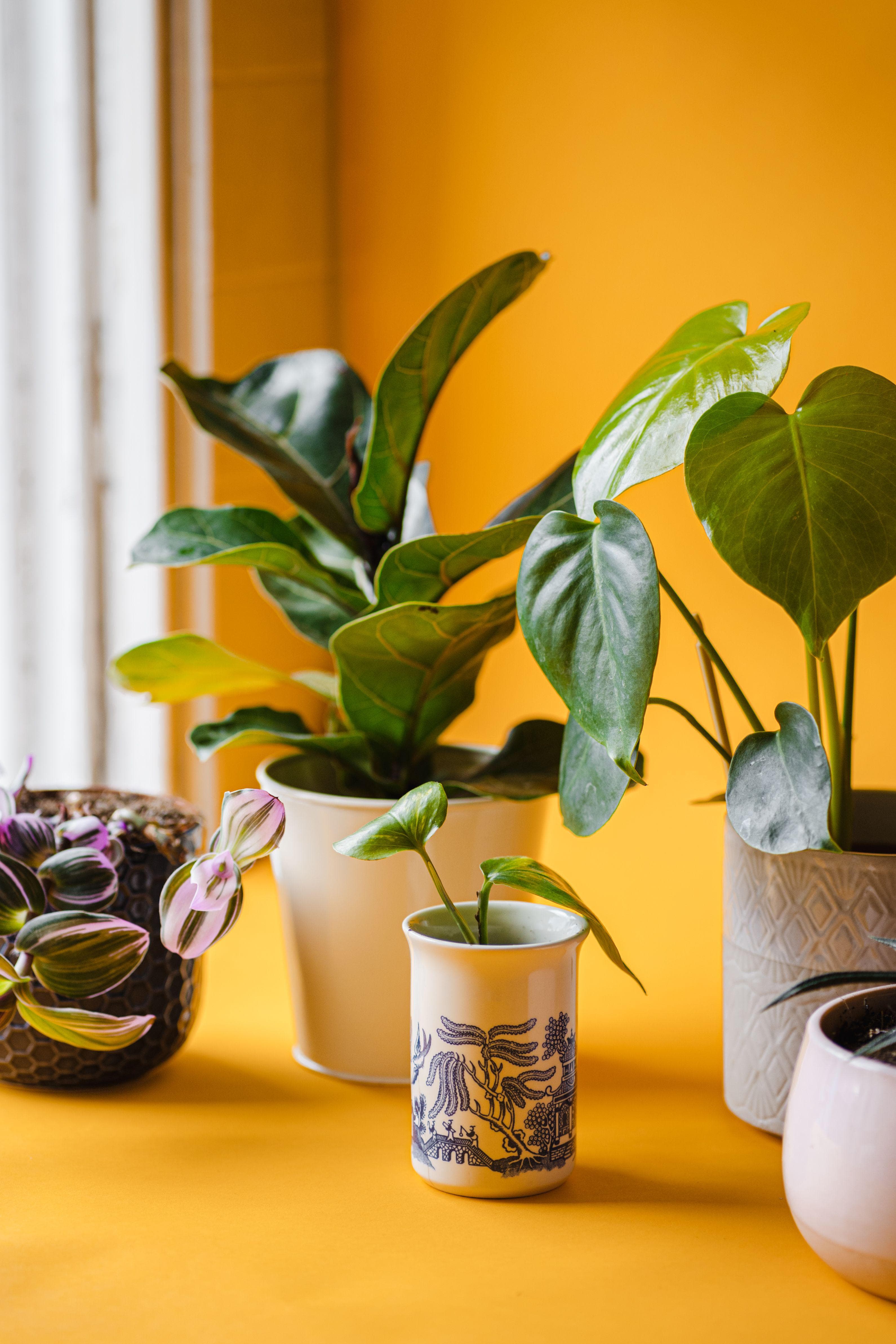 Pot, Paint & Plant - For young people aged 12-25