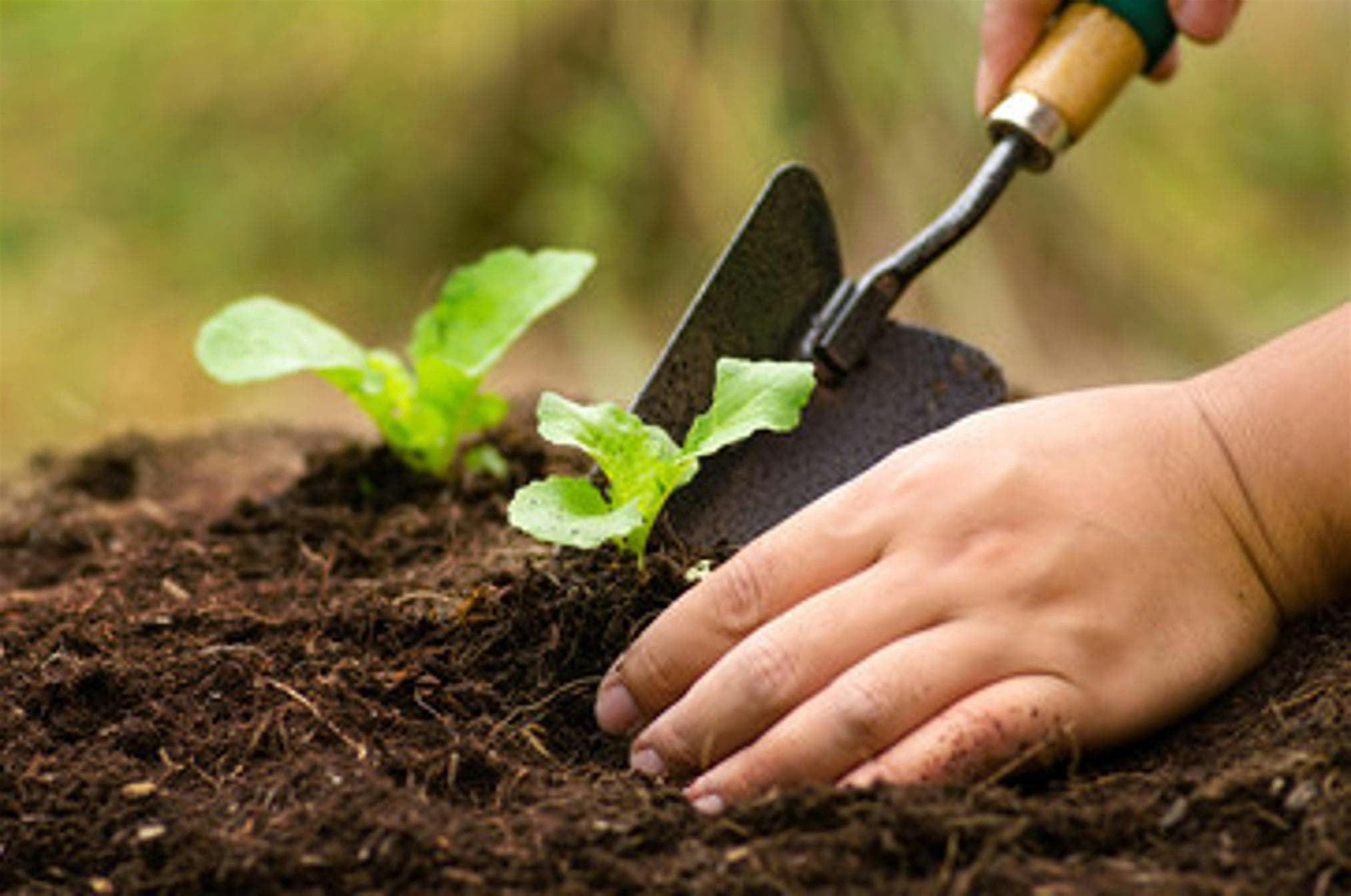 Stitched Up Planting Program (10-14 yrs) - Spring School Holidays