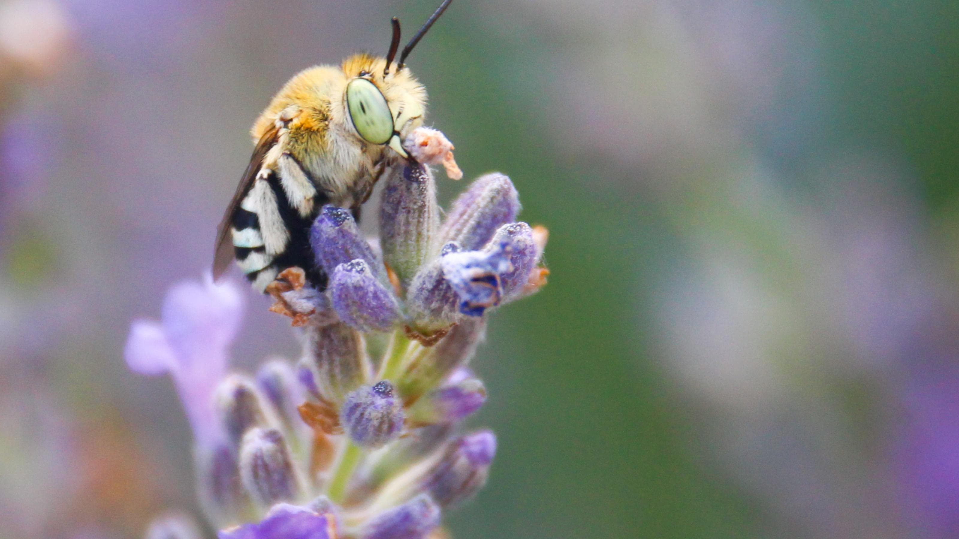 Bugs in the Backyard: Mini-Creatures Discovery Day