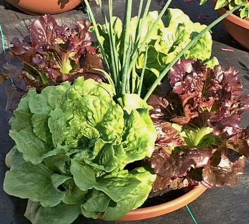 Workshop: Growing in Containers