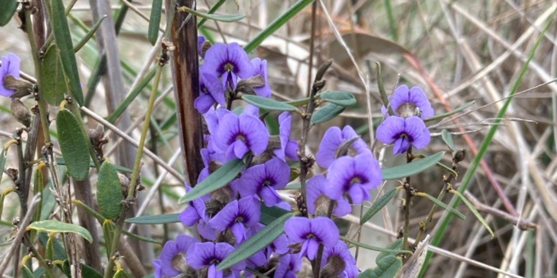 Hidden Treasures: Wildflowers on our Roadsides at Hennerbergs Road