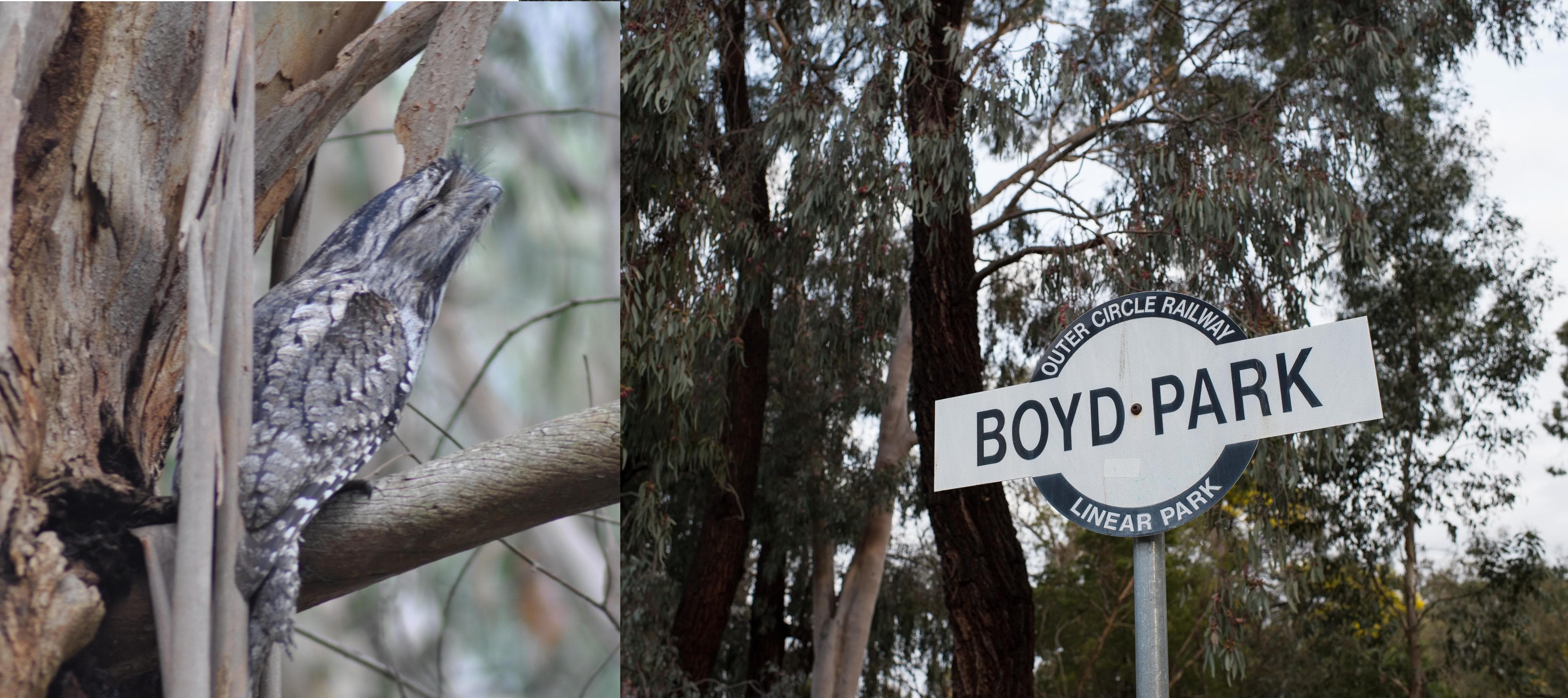Wildlife After Dark: Discovering Boyd Park