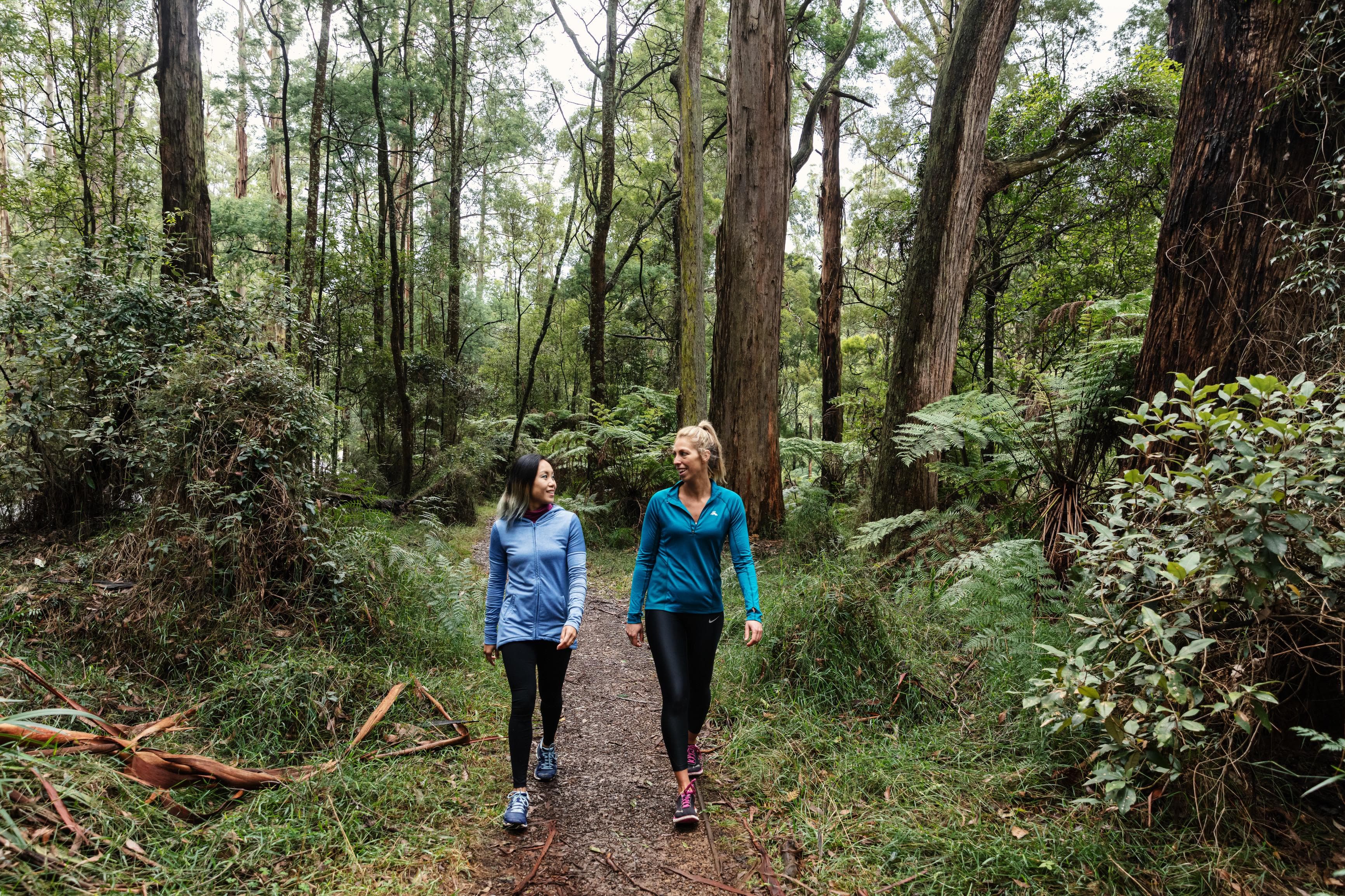 Sherbrooke Forest Interpretive Park Walk - Dandenong Ranges