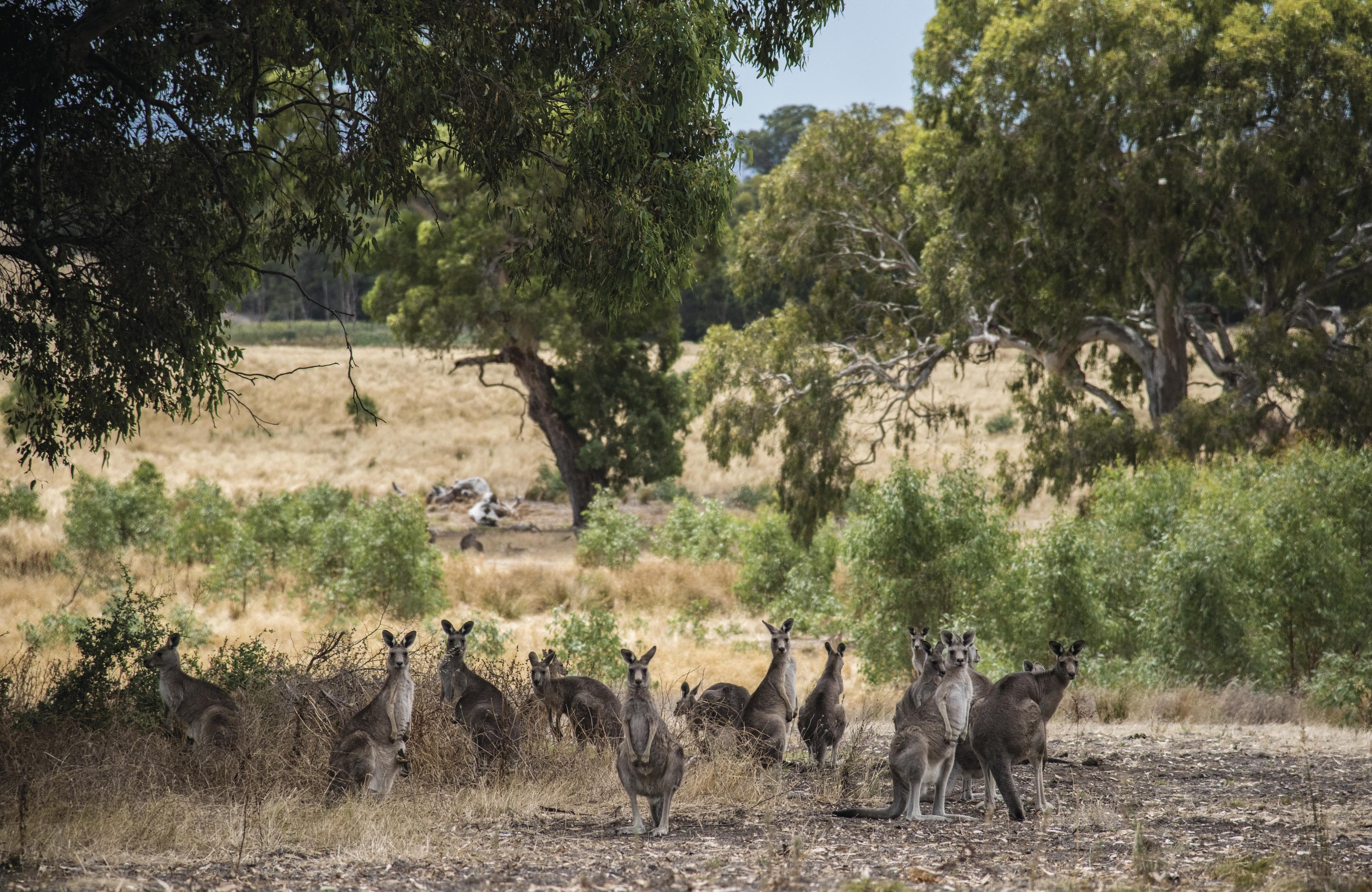 Birds of Plenty Gorge - Morang Wetlands
