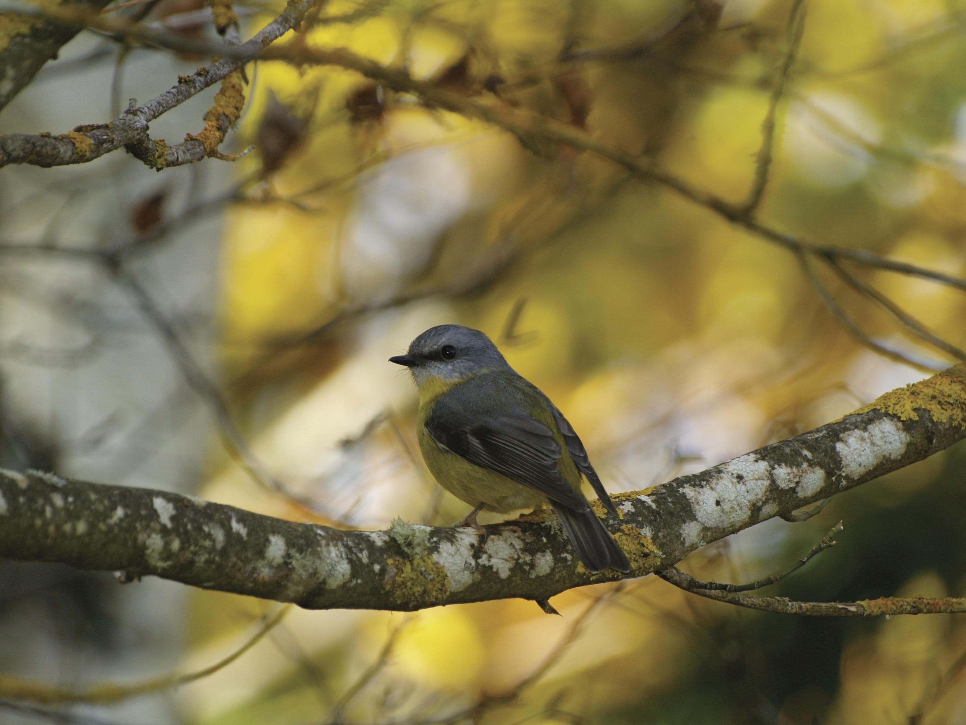 Birds of Plenty Gorge - Yarrambat