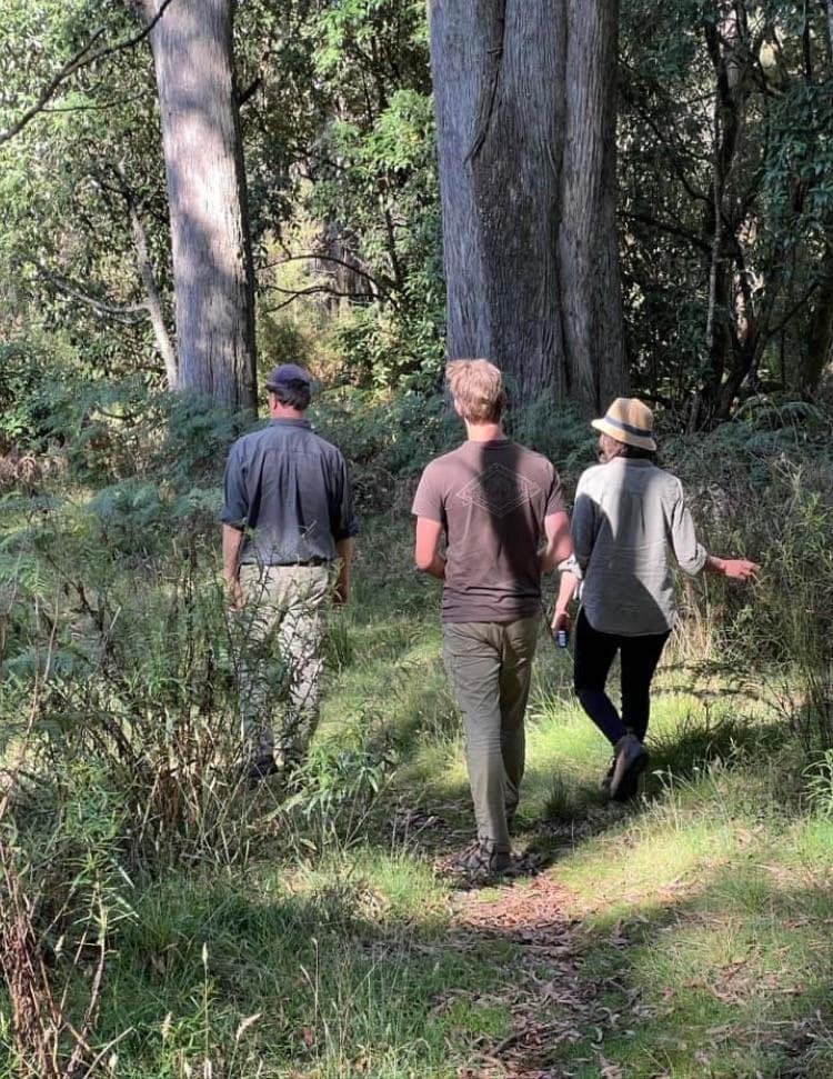 Immersive Forest Walks at Mount Macedon