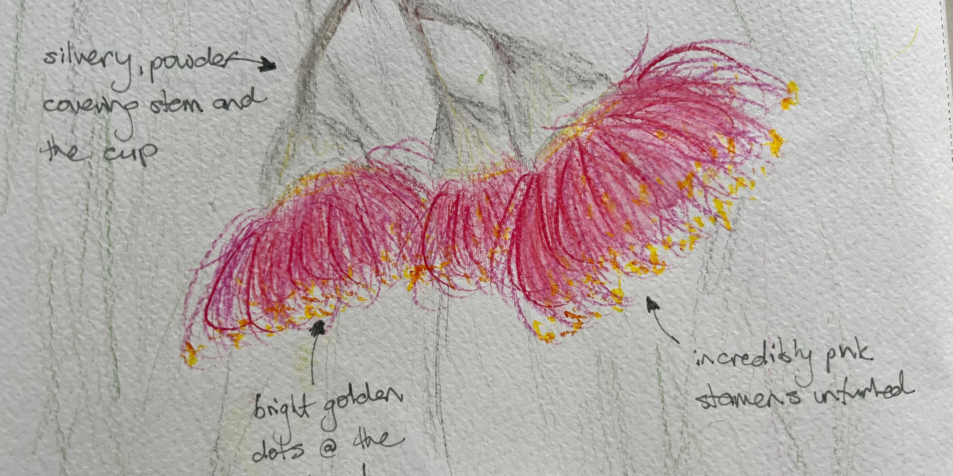 Nature Journaling - Rippon Lea Estate