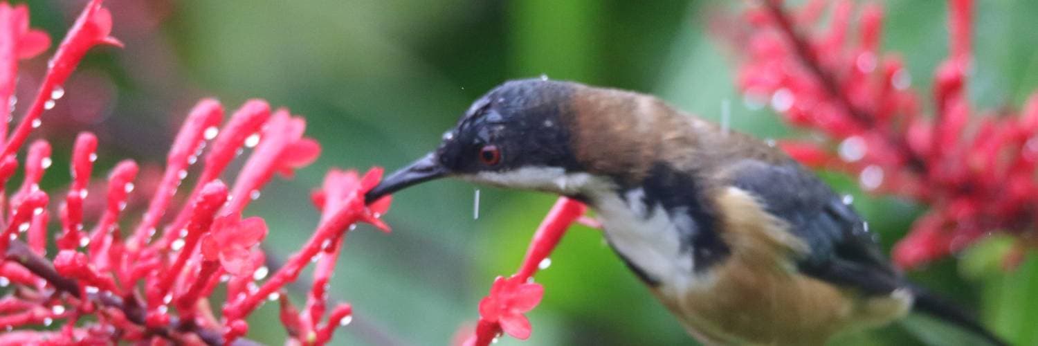 Gardens for Wildlife