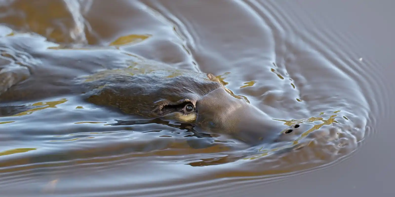 Protecting the Monbulk Creek Platypus - Community Information Night