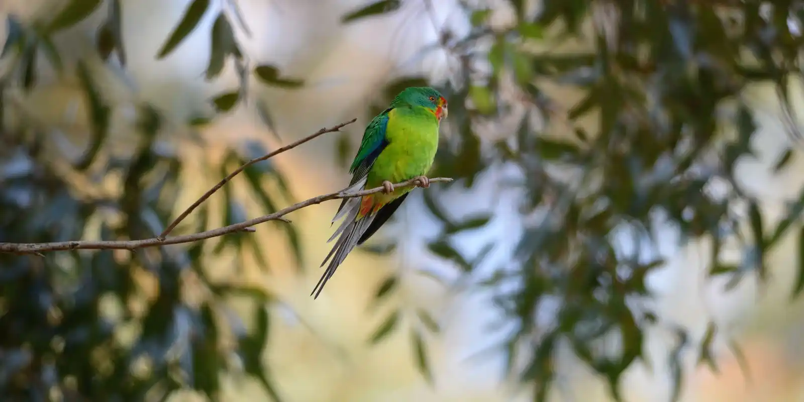 Weekday Birdwalks - Edendale Community Environment Farm