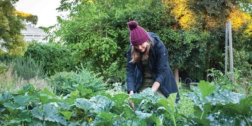 Winter Solstice Heide Harvest Garden Tour