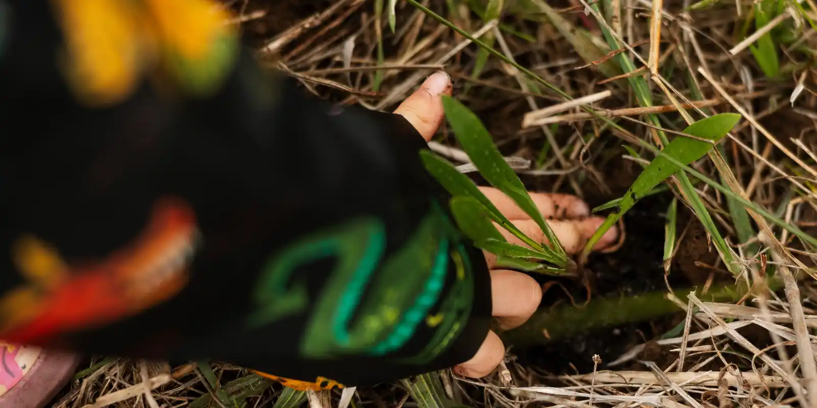 PLANTING 2026 at Iramoo Wildflower Grassland Reserve