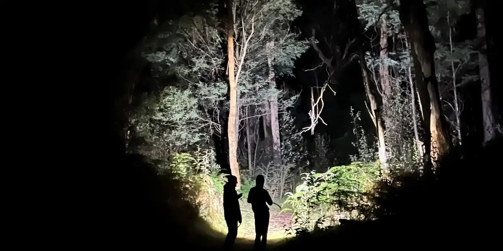 Insect Surveys - Lenister Farm with Friends of Biodiversity Hohnes Hill and Entomological Society of Victoria
