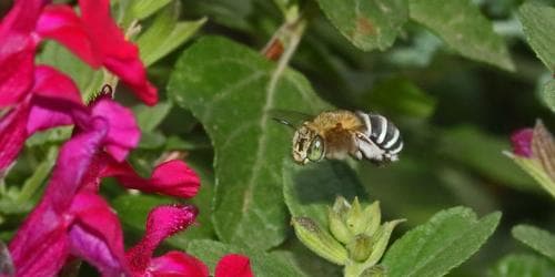 Native pollinator walk and talk w/ Clancy Lester the Bee Man