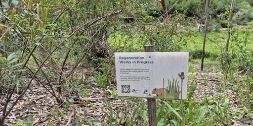 Community Planting Day at Phillips Fox Billabong