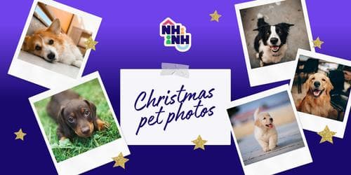 Christmas Pet Photoshoot