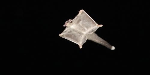 Night Flight! Gliding in for a Soft Landing; a look at local gliders