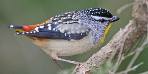 Aussie Bird Count: A Bird Walk with Ian Moodie