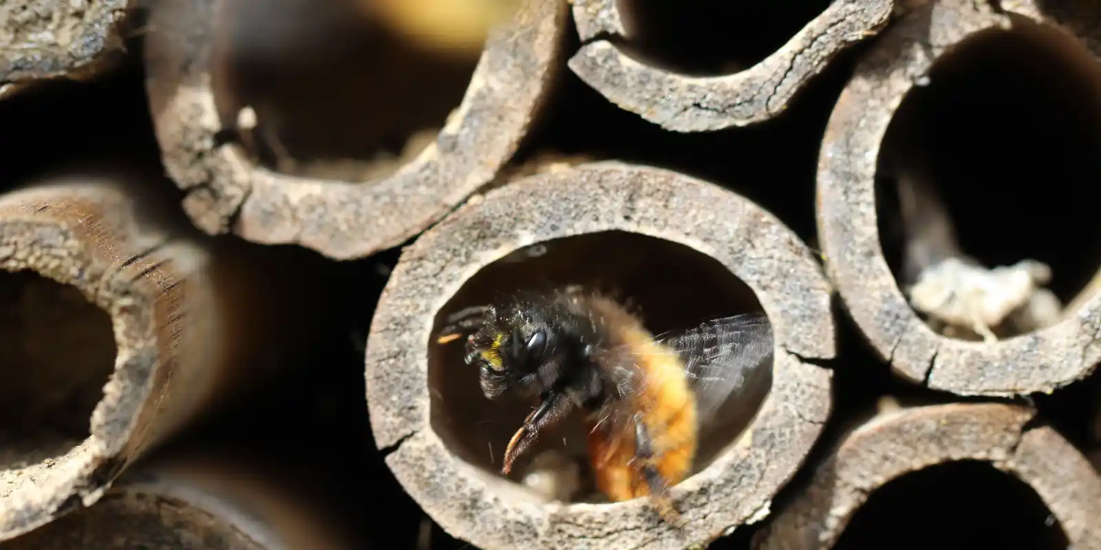 Bee Hotel Making Session