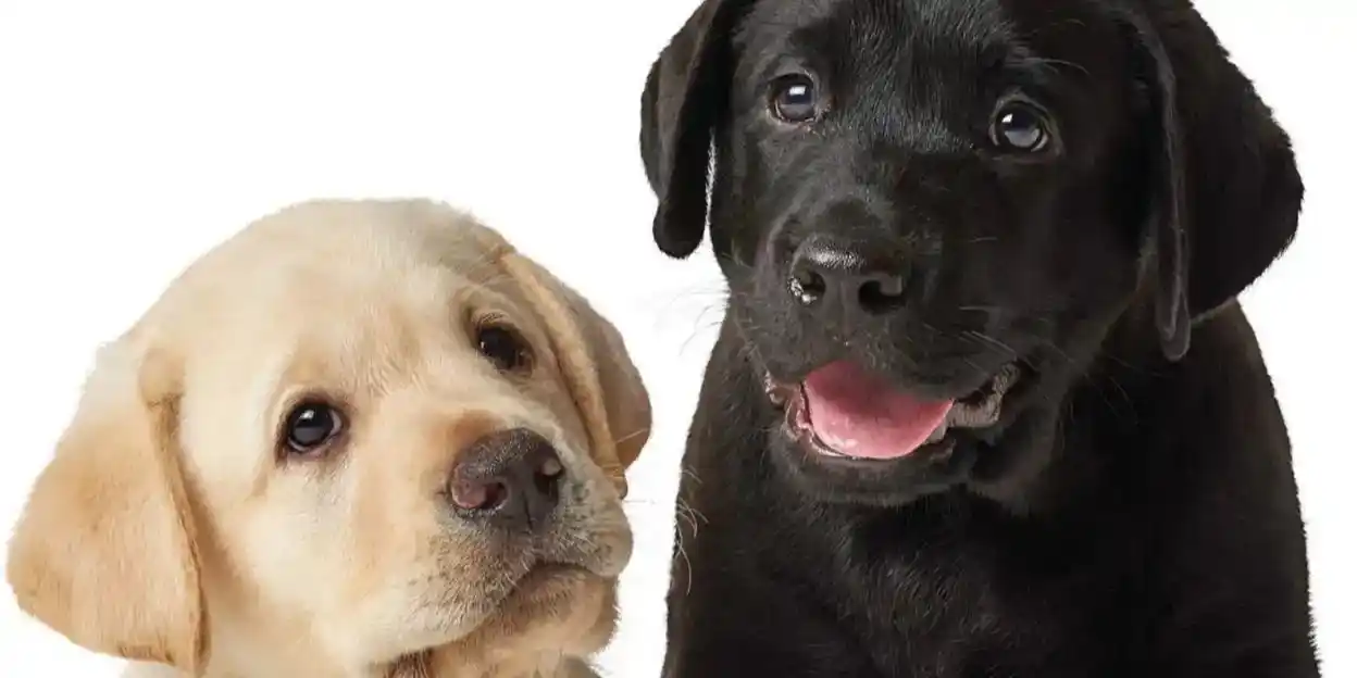 Guide Dogs Victoria - Explore Puppy Raising Presentation - Wednesday