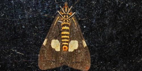 The secret world of moths and nocturnal insects
