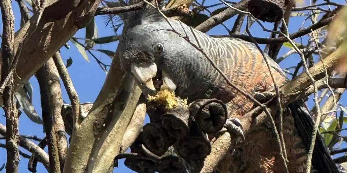 Weekday Bird Walks - Karingal Yalloc Reserve