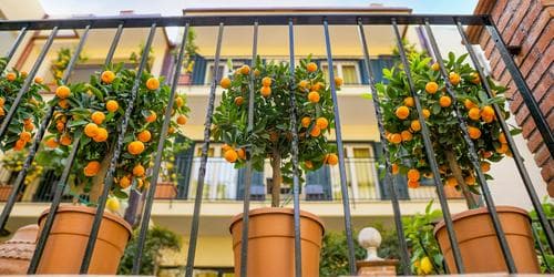 Growing Fruit in Small Spaces