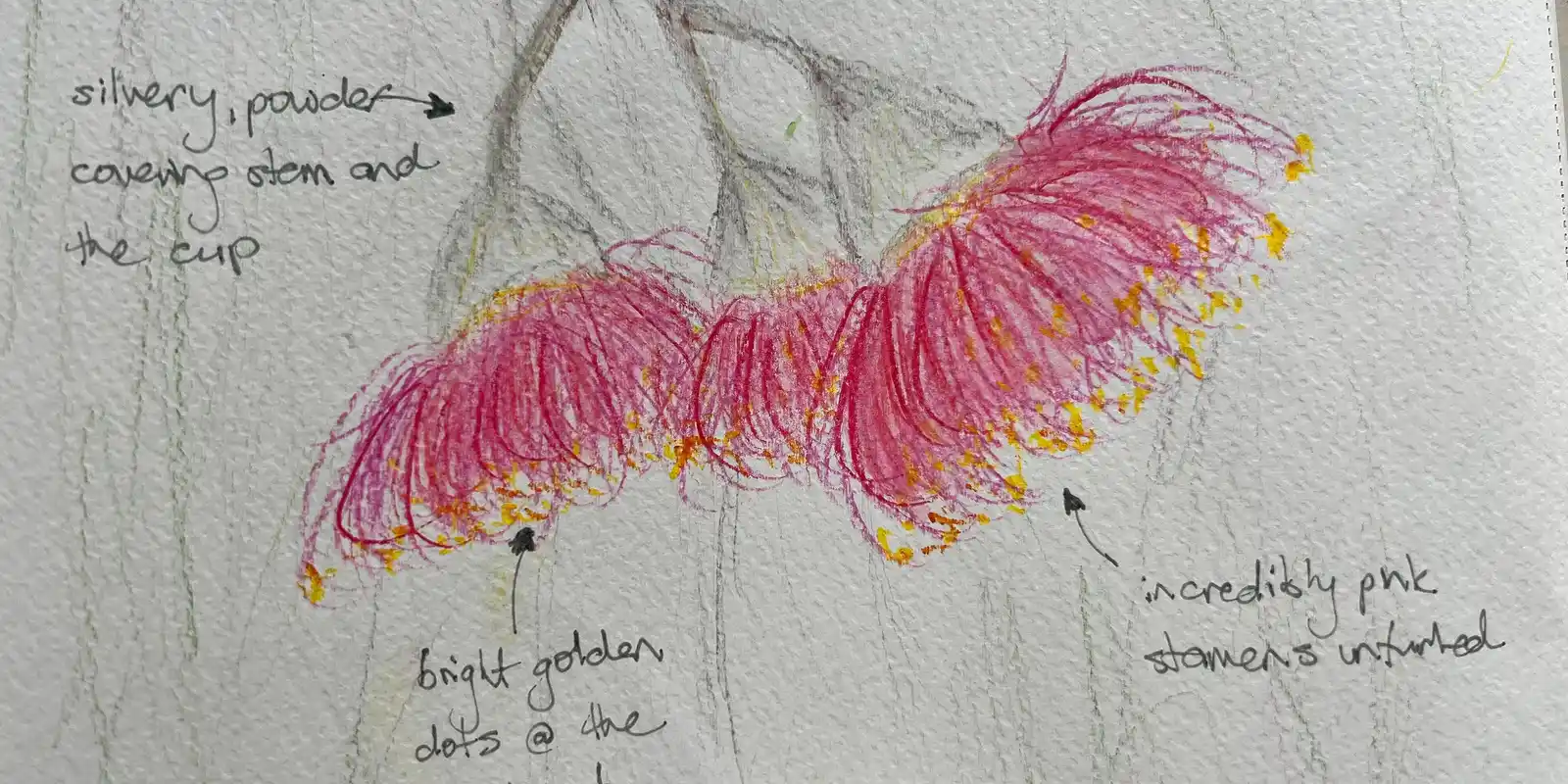 Nature Journaling - Rippon Lea Estate