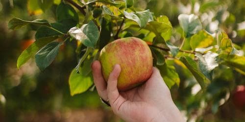 Growing and grafting fruit trees