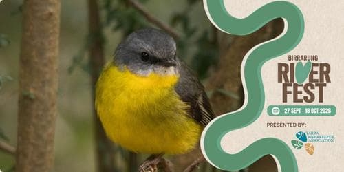 Guided Bird Walk at Wilson Reserve