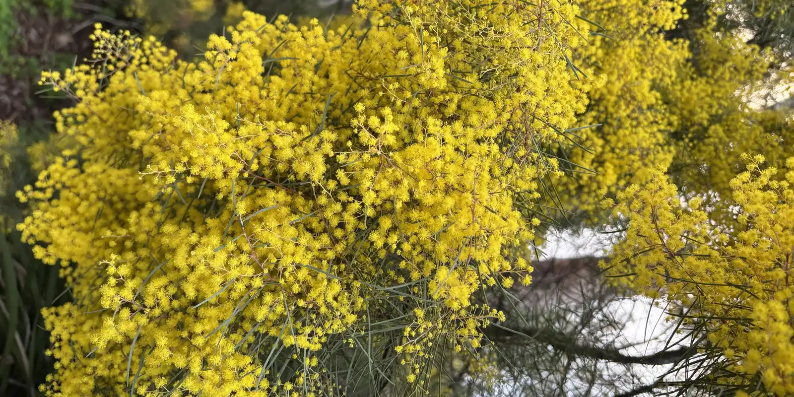 Wattle Day Forest Therapy