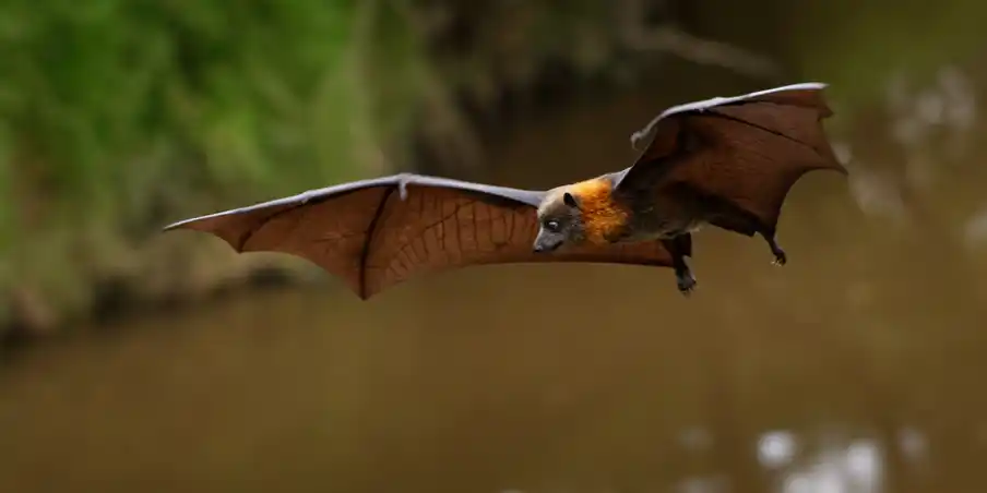 Boroondara Riverfest - Evening Wildlife Walk and Talk - All ages