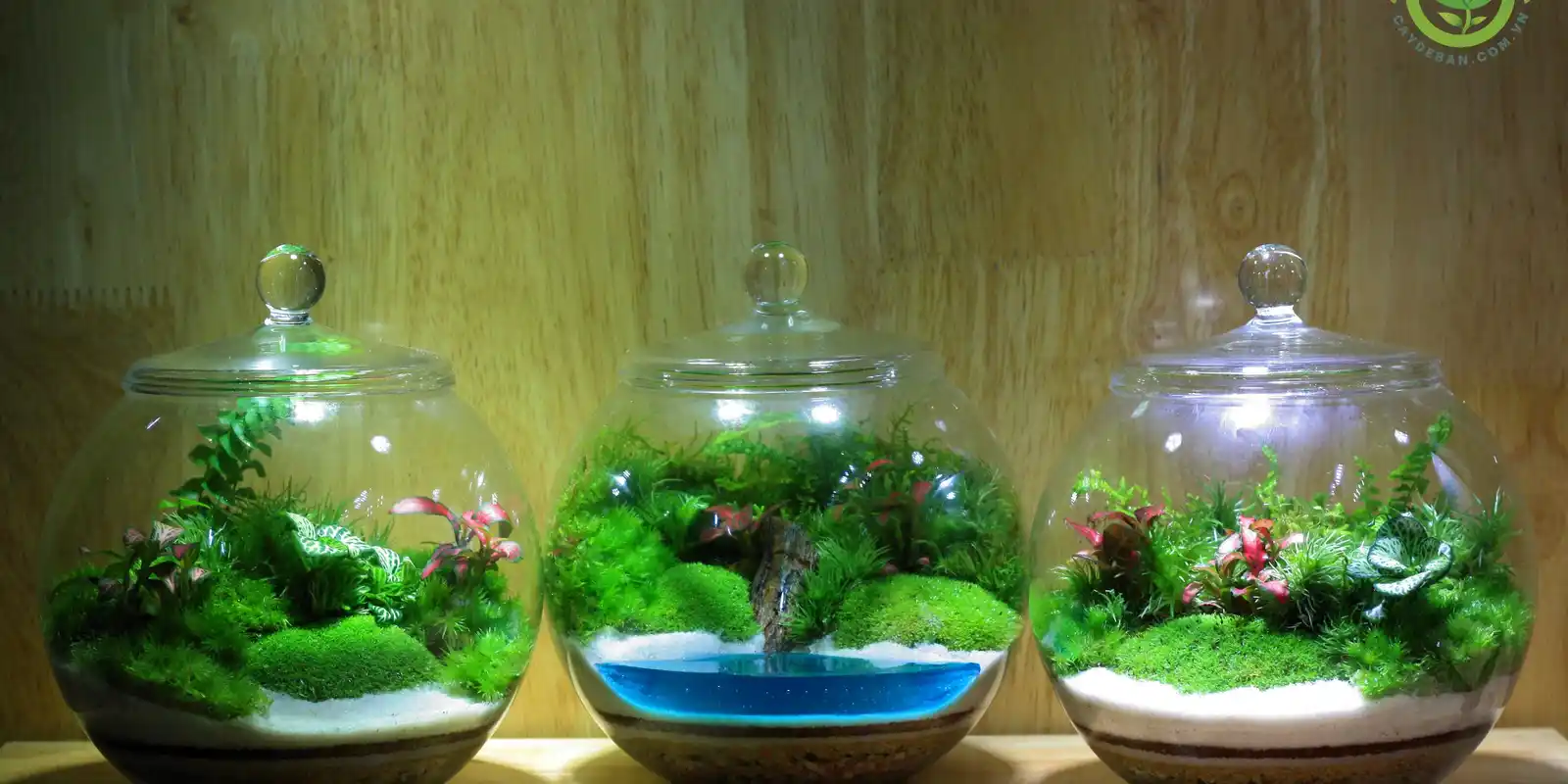 Terrarium Workshop