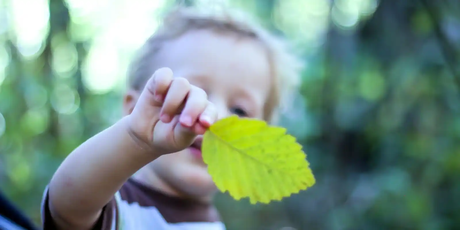 Seedlings Event (Urban Forest)
