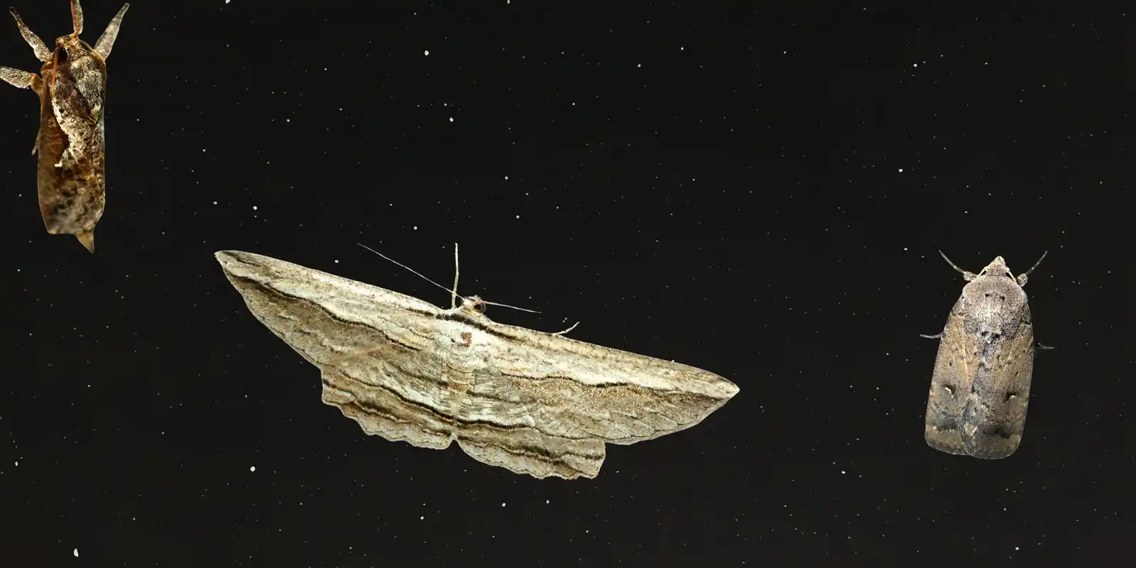 Moth Discovery After Dark