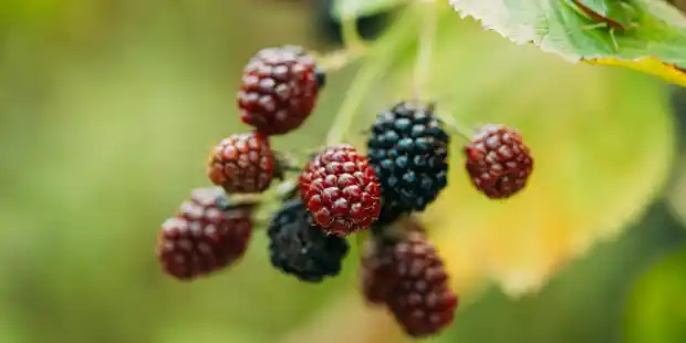 Growing Berries