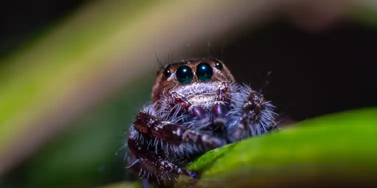 Boroondara Riverfest - Insect and Spider Walk (adults) - 7:30pm to 8:15pm