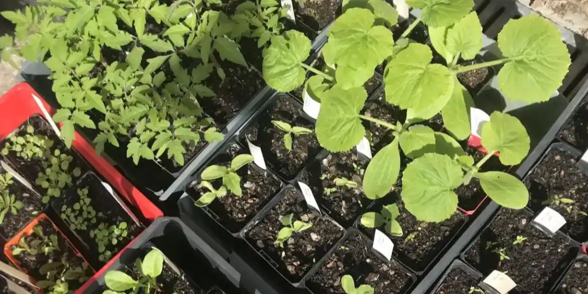 Growing plants from seed