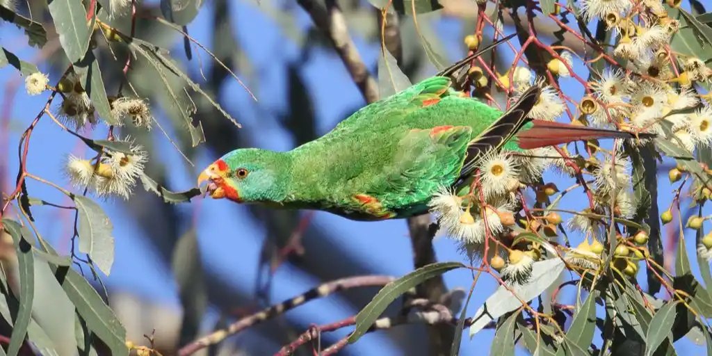 Queer Bird Walk: Plenty Gorge Swift Parrot Hunt
